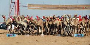 مهرجان "الهجن" في العريش.. حدث رياضي يربط الماضي بالحاضر ويعزز التنمية المحلية - صوت العرب