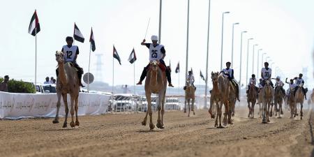 انطلاقة مثيرة لجائزة زايد الكبرى للهجن - صوت العرب