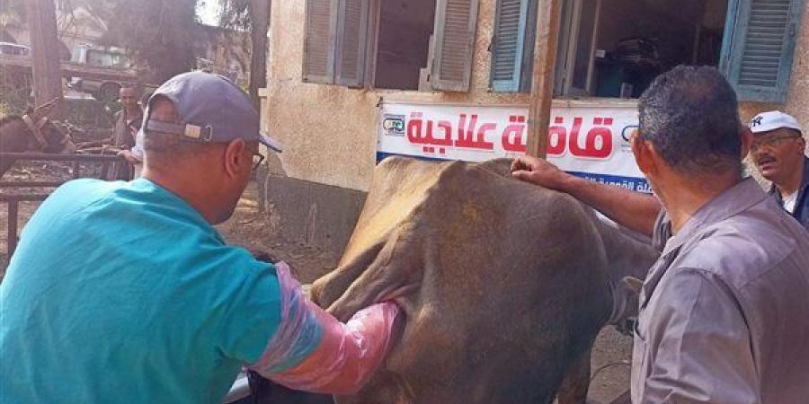 فحص 7417 راس ماشية في قافلة بيطرية لمعهد بحوث الصحة الحيوانية - صوت العرب