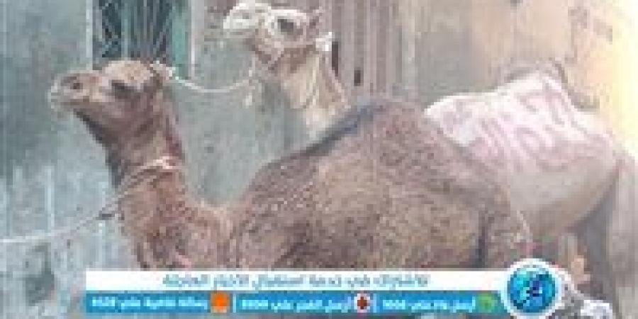 أسعار اللحوم الجملي والضاني اليوم الاربعاء 6-11-2024 في الأسواق ومحال الجزارة بقنا - صوت العرب