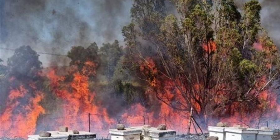 القاهرة الاخبارية: اندلاع حرائق واسعة في مستوطنة "أفيفيم" شمالي الأراضي المحتلة - صوت العرب