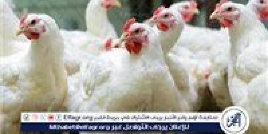 أسعار الدواجن اليوم الخميس 7-11-2024 في الدقهلية - صوت العرب