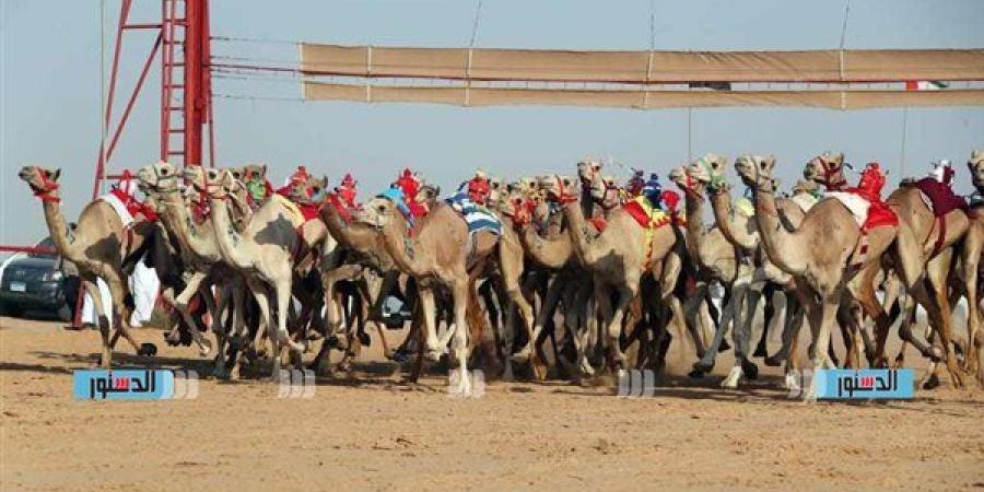 مهرجان "الهجن" في العريش.. حدث رياضي يربط الماضي بالحاضر ويعزز التنمية المحلية - صوت العرب