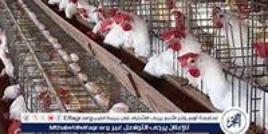 بورصة الدواجن.. أسعار الفراخ البيضاء اليوم الاثنين 18-11-2024 في قنا - صوت العرب