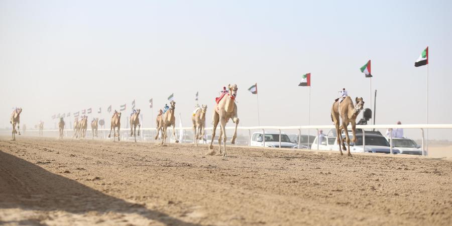 انطلاقة جائزة زايد الكبرى للهجن الاثنين - صوت العرب