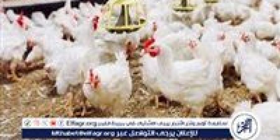 اسعار الدواجن اليوم الخميس 28-11-2024 في الدقهلية - صوت العرب