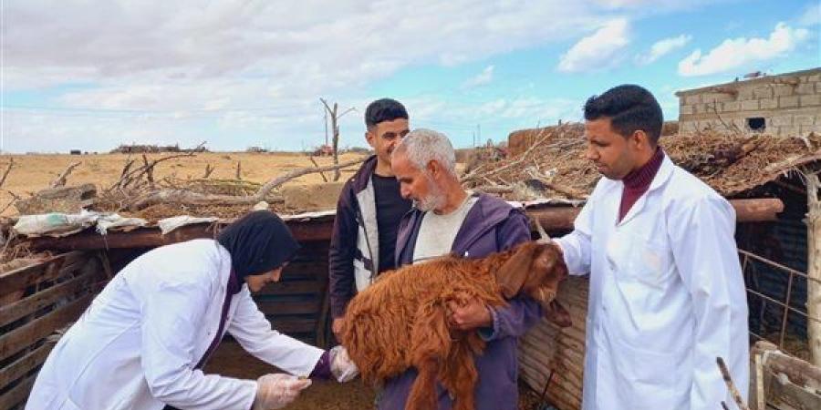 "بحوث الصحراء" يُطلق قوافل بيطرية مجانية لدعم صغار المزارعين بشمال سيناء - صوت العرب