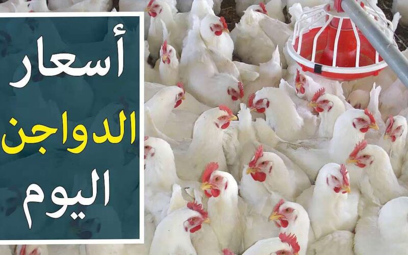 “الساسو والبلدي” أسعار الفراخ البيضاء اليوم السبت 31 أغسطس 2024 في المحلات والأسواق المحلية