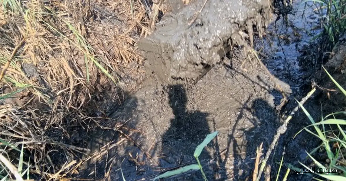 145 مليون جنيه إيرادات من الإصلاح الزراعي في أكتوبر الماضي