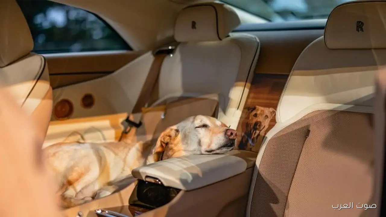 أول كلب يمتلك عربية رولز رويس غالية ثمنها