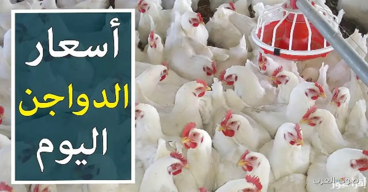 أسعار الدواجن النهارده الخميس: الفراخ البيضاء بـ60 جنيه