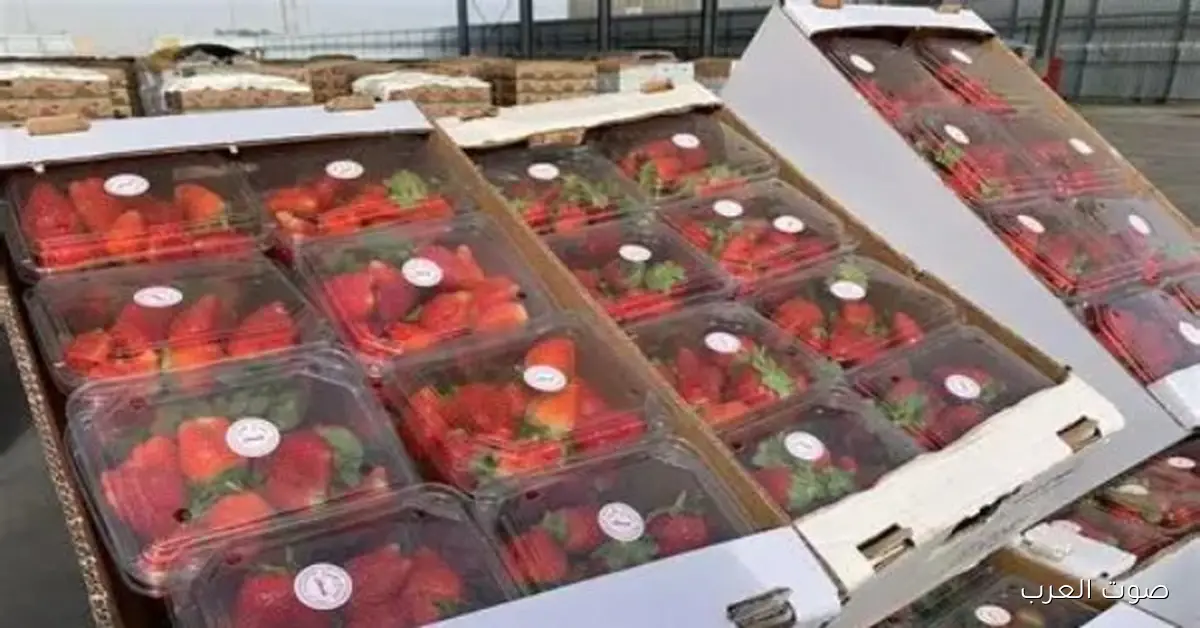 608 مليون دولار.. الفراولة المجمدة في المقدمة كأكبر صادرات مصر الغذائية