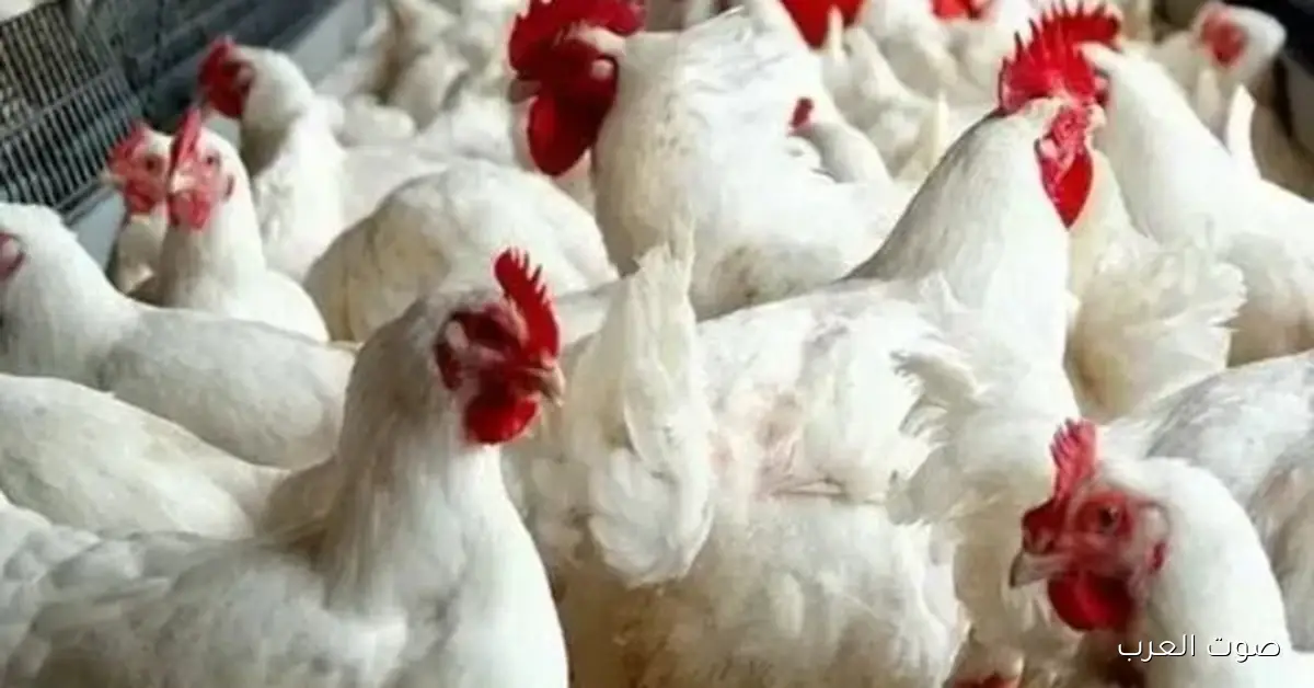 أسعار الدواجن نزلت تحت الـ 60 جنيه في الأسواق بشكل كبير