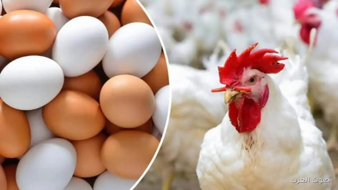 أسعار الدواجن هديت في الأسواق.. تعرف على سعر الكيلو