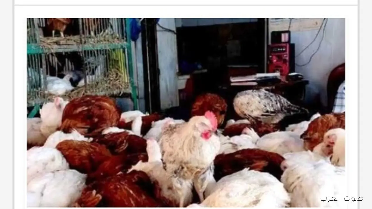 أسعار الدواجن والبانيه بتنزل تاني النهاردة في البورصة والأسواق