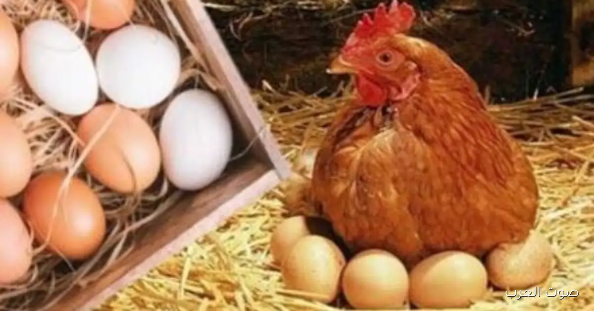 أسعار الدواجن والبانيه نزلت النهاردة السبت.. تعرف على سعر الكيلو كام؟