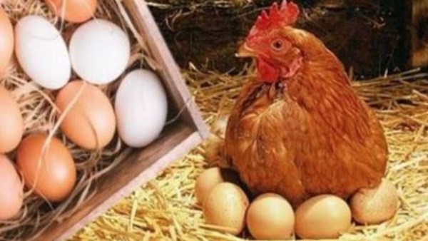 أسعار الدواجن والبانيه نزلت النهاردة.. وده سعر البيض