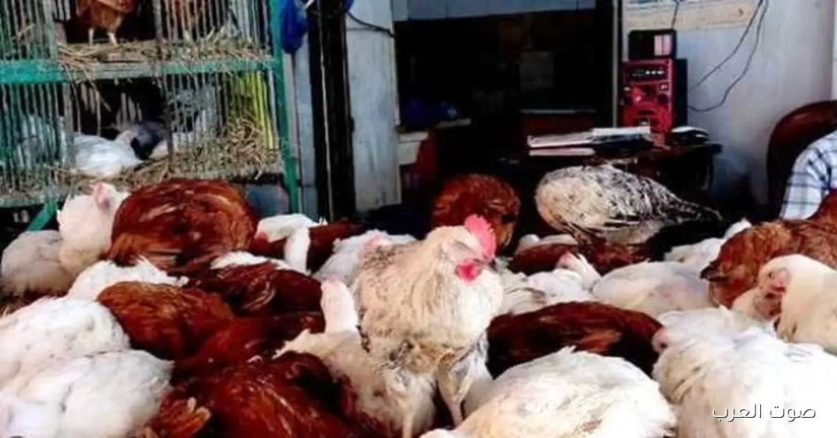 أسعار الدواجن وكرتونة البيض النهارده السبت 15-11-2025