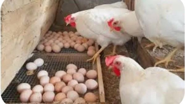 أسعار الفراخ النهاردة الاثنين 24 نوفمبر 2025