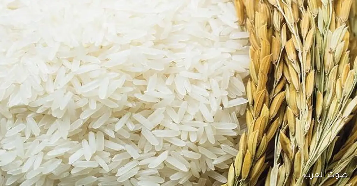 أسعار الأرز الشعير اليوم الخميس 27 نوفمبر 2025 في مصر داخل الأسواق والمحلات التجارية