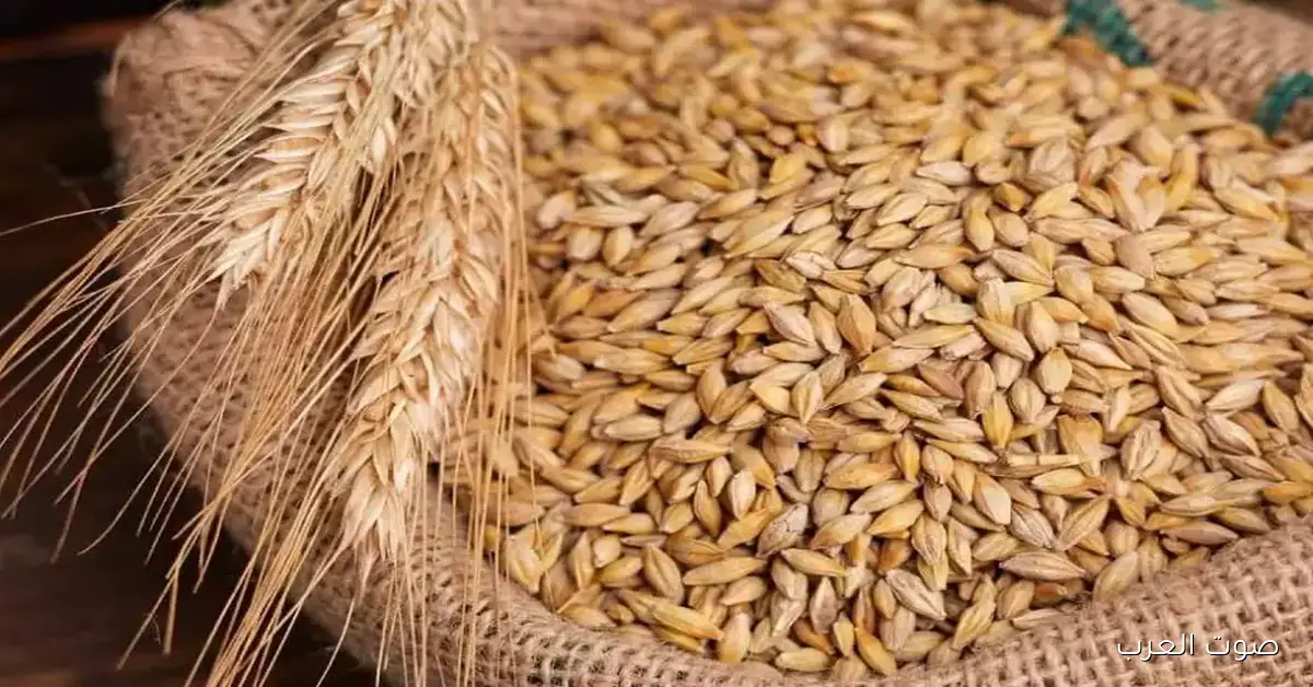 الآن .. اسعار الأرز الشعير اليوم السبت 29 نوفمبر 2025 عريض ورفيع الحبة في الاسواق