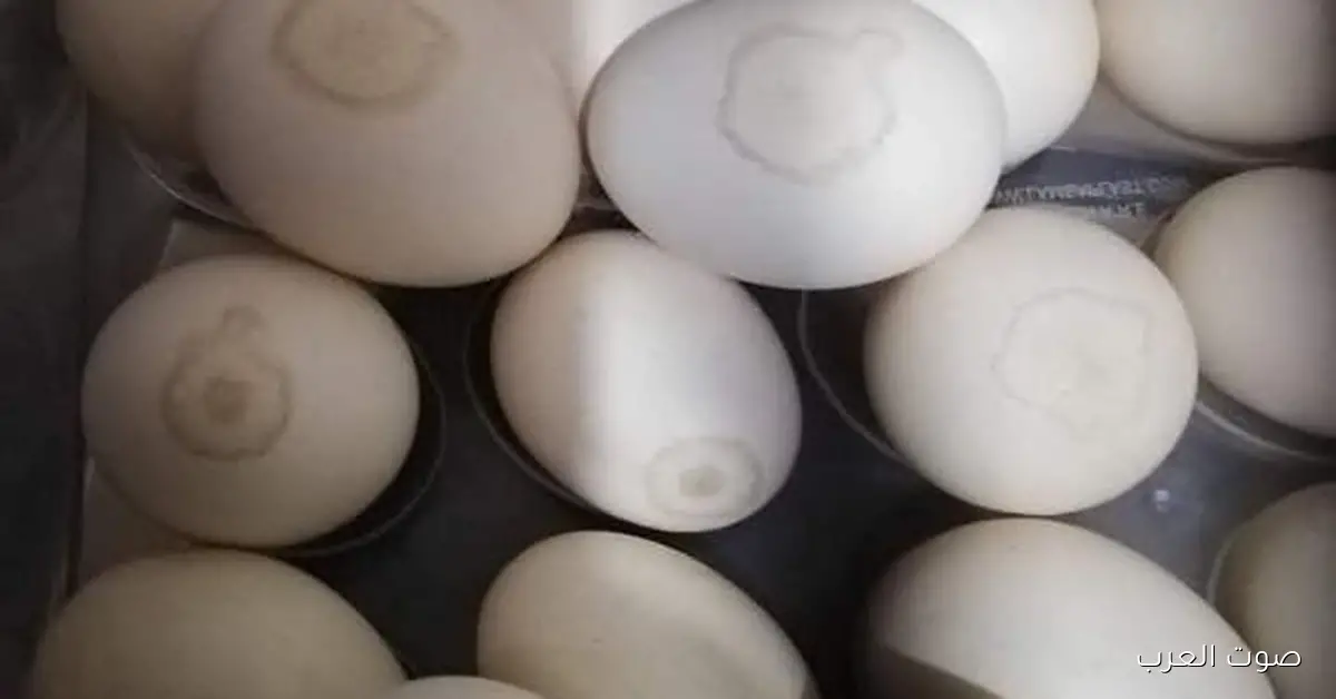 البانيه بقى رخيص.. أسعار الدواجن النهاردة الخميس مفاجأة