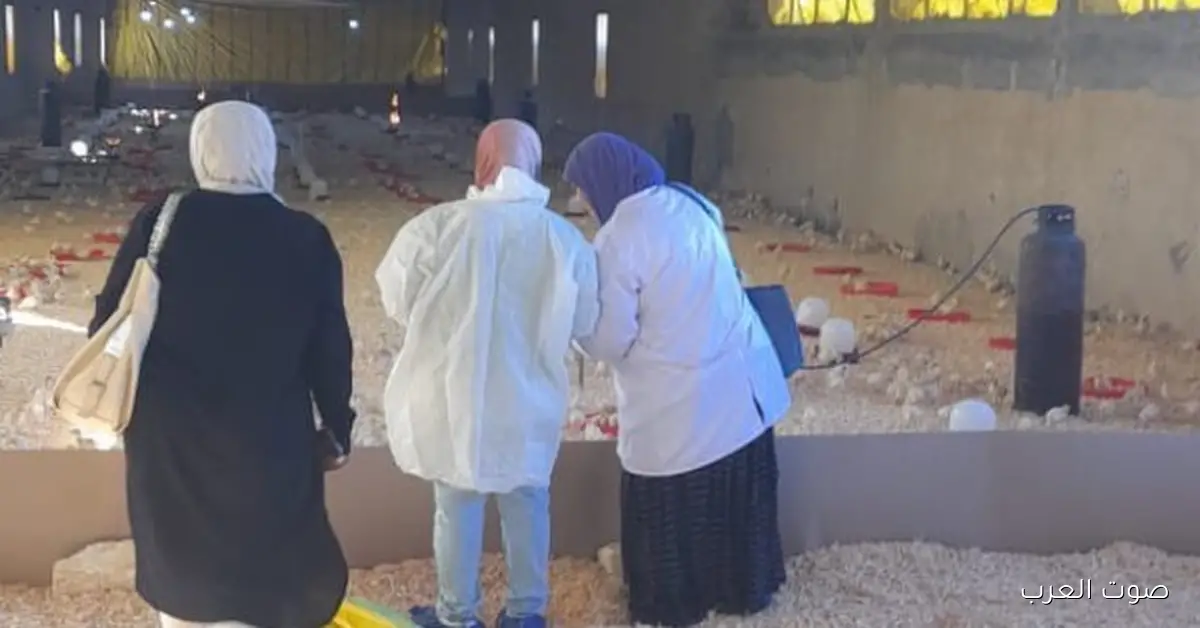 الخدمات البيطرية بتحصن 1.5 مليون طائر في المحافظات خلال شهر أكتوبر