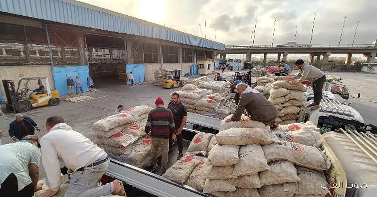 الزراعة تبدأ توصيل تقاوي البطاطس للمزارعين حسب أولوية الحجز