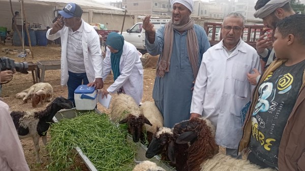 الزراعة: تحصين 6.5 مليون رأس ماشية ضد الحمى القلاعية والوادي المتصدع