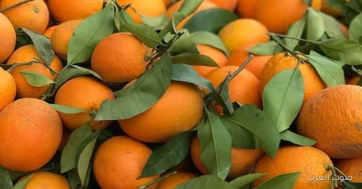 “الزراعة” تكشف عن موعد بداية موسم تصدير البرتقال المصري الجديد