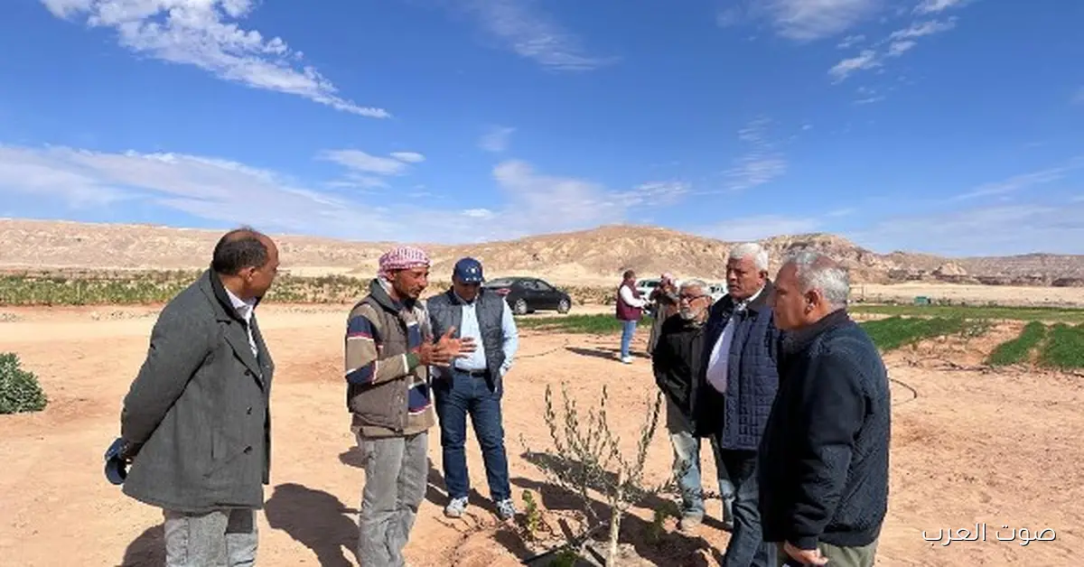الزراعة توزع 850 ألف شتلة زيتون مجانا على أهل سيناء