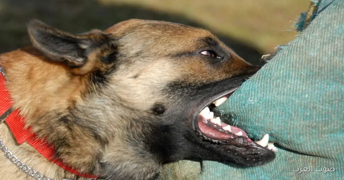 الصحة: الإبلاغ عن حالات «العقر الجماعي» يبدأ من 3 حالات أو أكتر