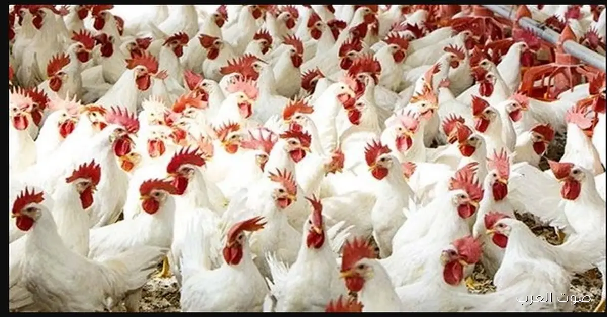 هتبقي ببلاش .. بورصة الدواجن اليوم أسعار الفراخ البيضاء السبت 22-11-2025