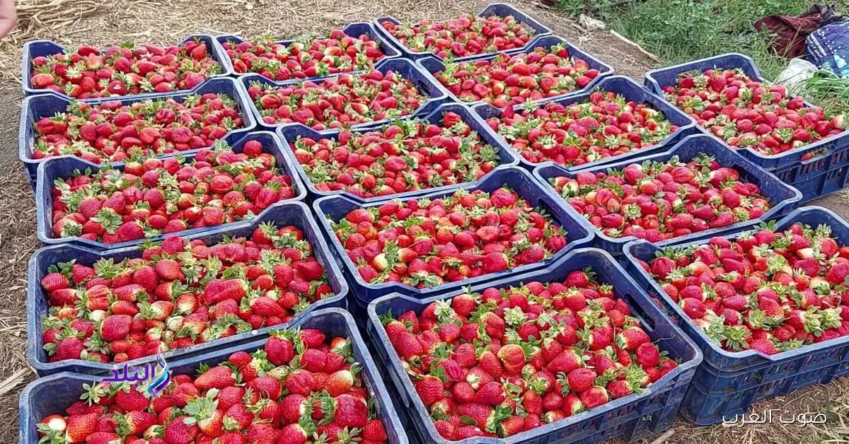 الفراولة المجمدة بتتصدر صادراتنا بـ608 مليون دولار