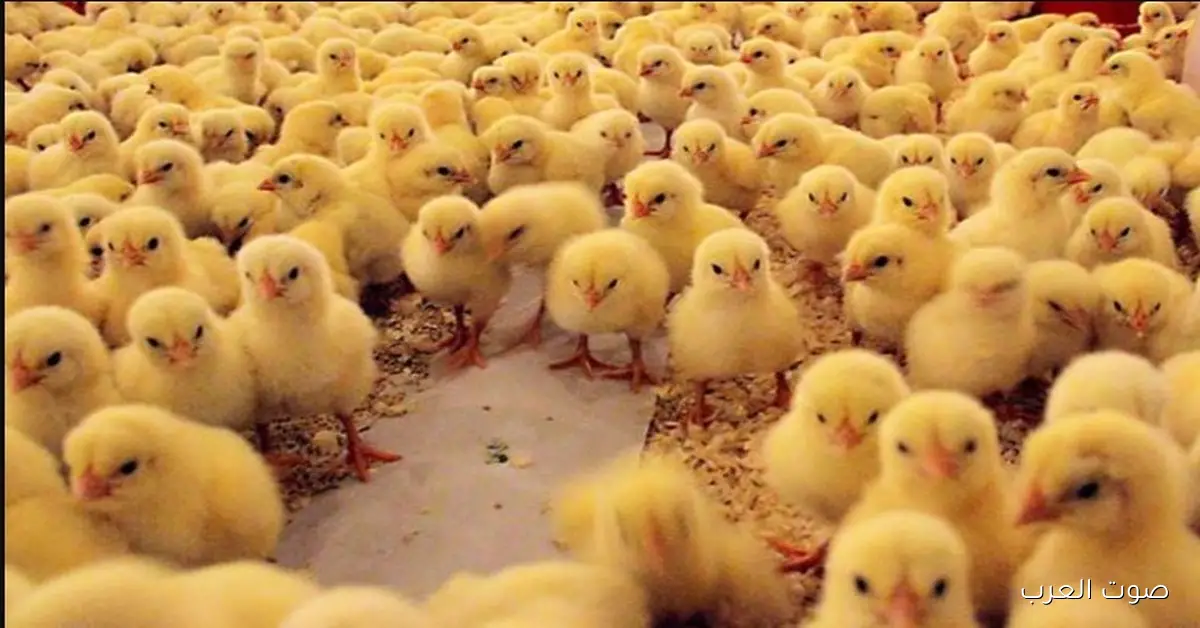 الوطنيــة توضح سعر الكتكوت الأبيض اليوم عمر يوم ومفاجأة استقراره