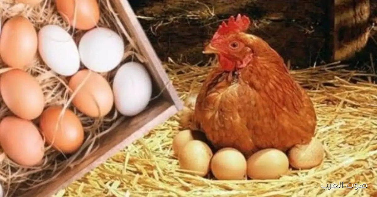 المنوفي يحذر: انخفاض أسعار البيض كارثة هتظهر قبل رمضان وكمان الدواجن هتتأثر