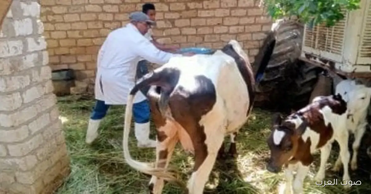 بعد ظهور متحور جديد.. أعراض وطرق العدوى بفيروس الحمى القلاعية في الماشية