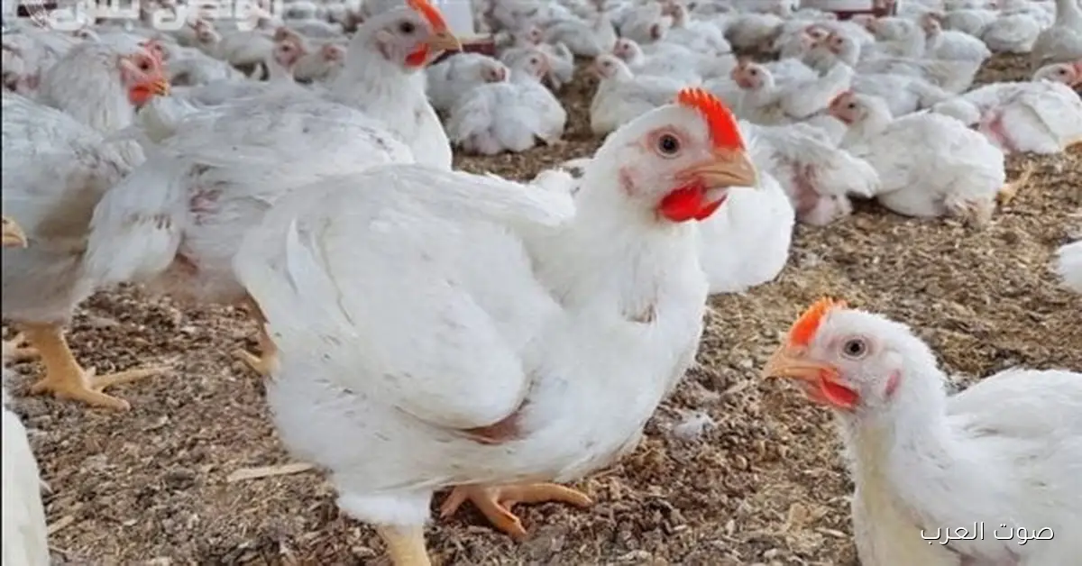 بورصة الدواجن اليوم أسعار الفراخ البيضاء الخميس 2025/11/20 وفي الأسواق المصرية