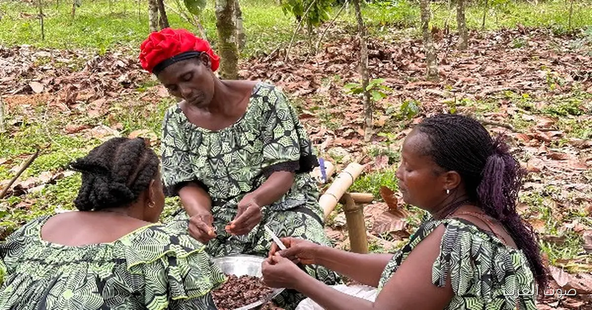 تحسن الطقس في كوت ديفوار يرفع الأمل في موسم كاكاو جيد