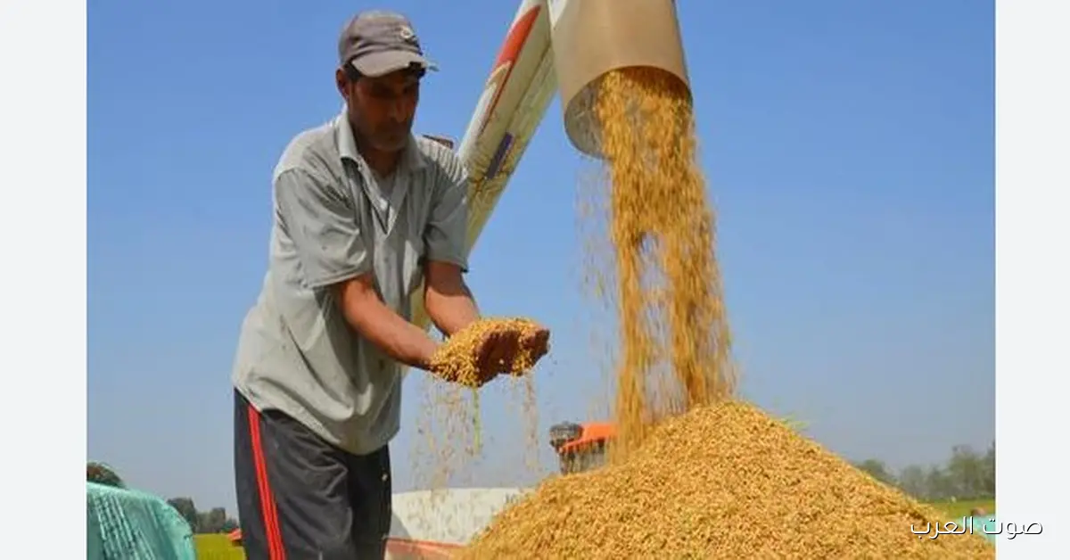مشكلة سعر طن الأرز الشعير اليوم الخميس 20\11\2025 وحلول الحكومة المصرية
