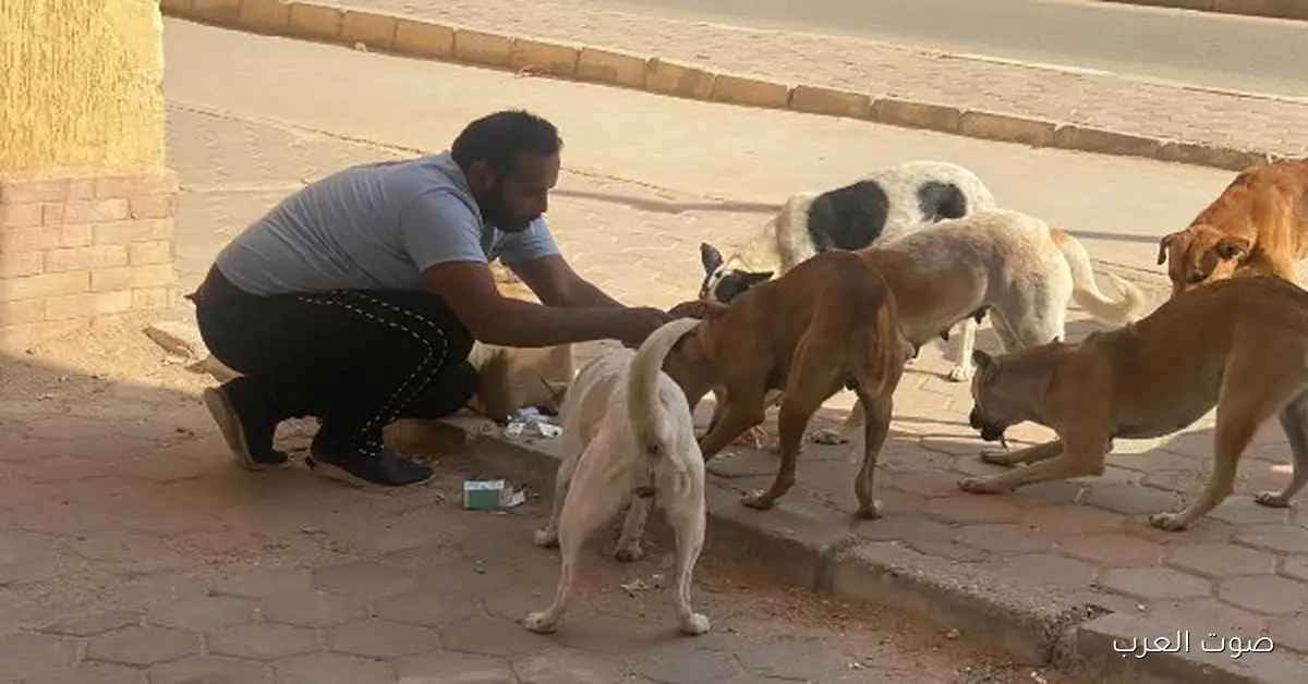حملة كبيرة لتعقيم وتحصين الكلاب ضد السعار في مدينة بدر
