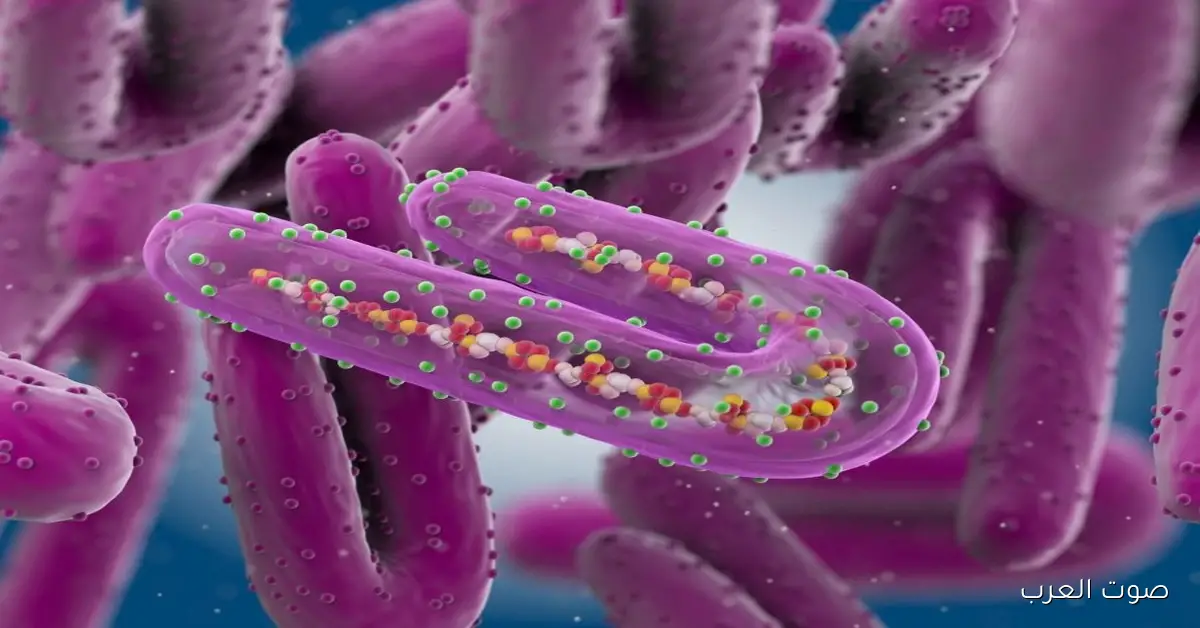 حمى الماربورج.. الصحة تشرح إجراءات السفر للدول الموبوءة