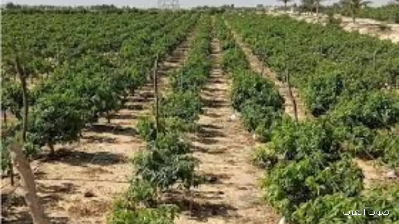 خطر على حياتنا.. إزاي النباتات بتواجه تغير المناخ؟