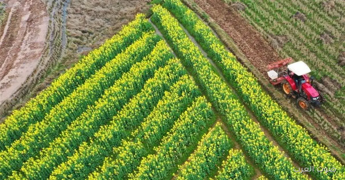 زراعة أول حقول إرشادية مجانية للقمح بالمخصبات الحيوية في سيناء