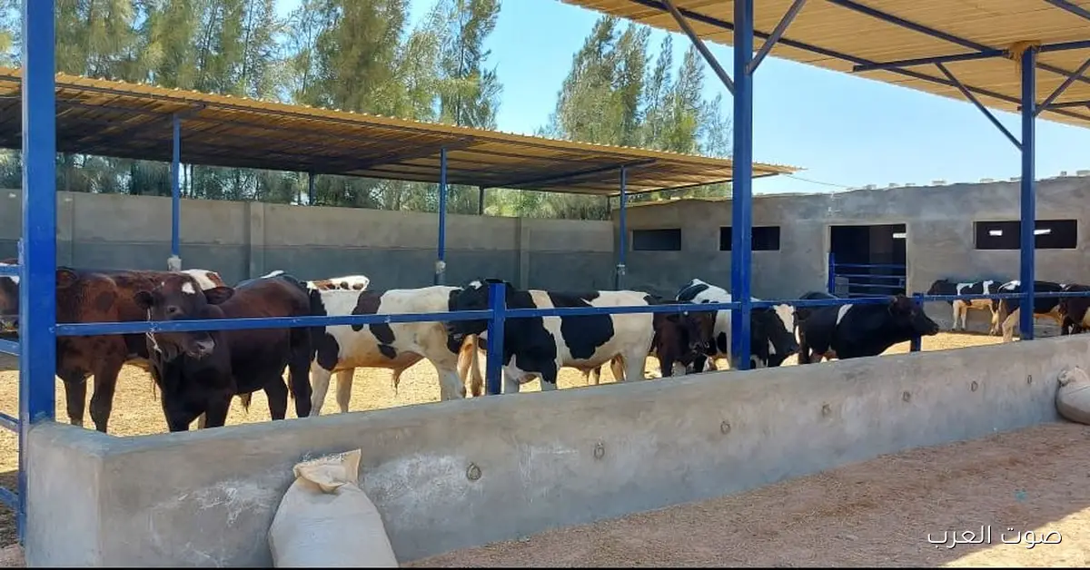 زيادة إنتاج اللحوم.. تفاصيل مشروع البتلو القومي