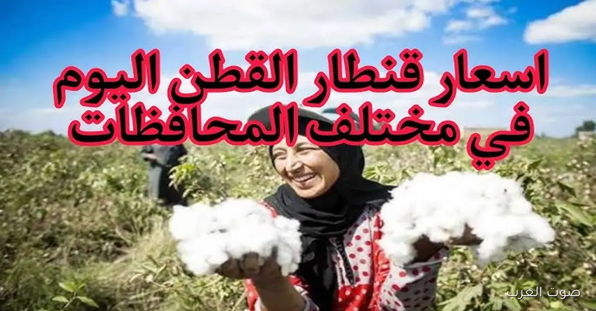 “أسعار صادمة” سعر قنطار القطن اليوم الأربعاء 19 نوفمبر 2025 في جميع المحافظات