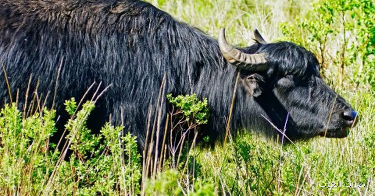 طفرة في إنتاج الألبان.. إزاي تحصل على الجاموس الإيطالي من الزراعة
