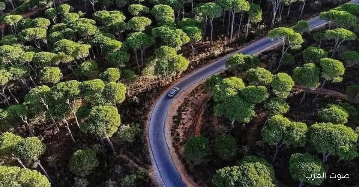 غابات الصنوبر القديمة في لبنان بتعاني من أسوأ موجة جفاف