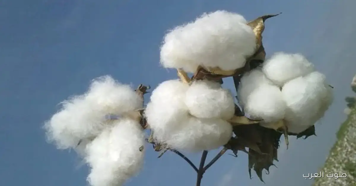 سعر قنطار القطن اليوم الاربعاء 26 نوفمبر 2025 في المزاد الرسمي بالوجه البحري والقبلي