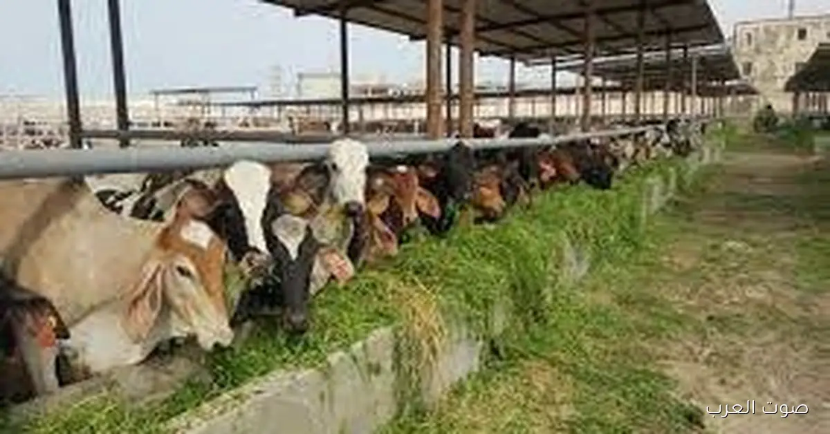 مشروع البتلو: إزاي غير خريطة الثروة الحيوانية في مصر وفتح فرص عمل جديدة؟